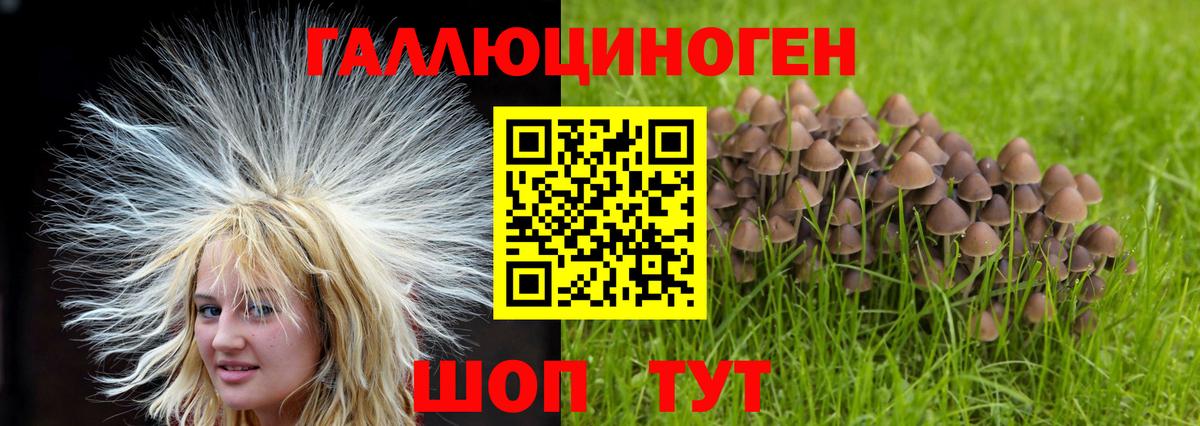 Черкесск  Псилоцибиновые грибы GOLDEN TEACHER  Вход с VPN  Псилоцибиновые грибы Magic Shrooms 